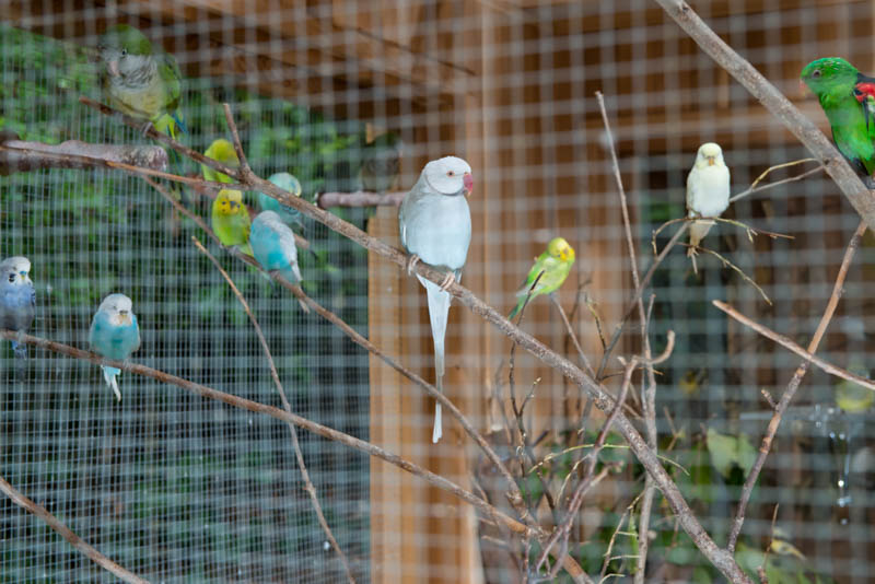 bespoke-garden-room-that-incorporates-a-birdcage-3