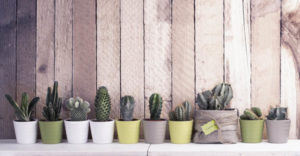 Cactus are a great addition to a garden office