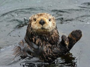 Buy a garden room and save the sea otter