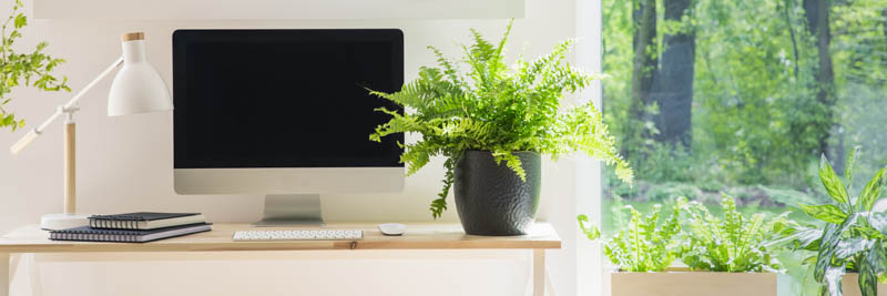 Can Indoor plants increase workplace productivity?